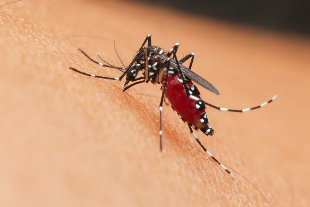 the-mosquito-2022-11-02-17-47-55-utc